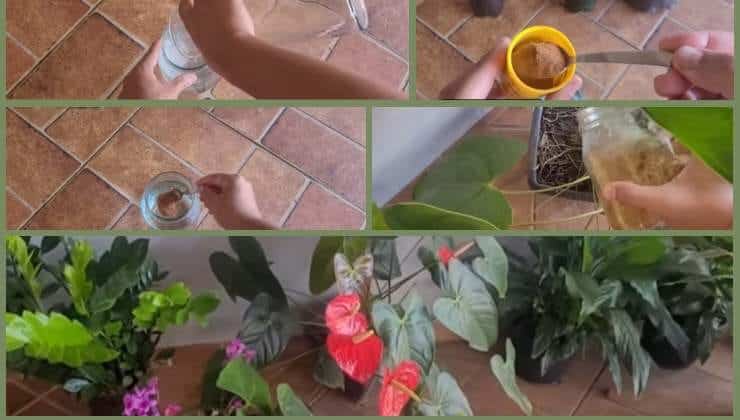 Main saupoudrant de la cannelle en poudre sur la terre d'un pot de fleurs