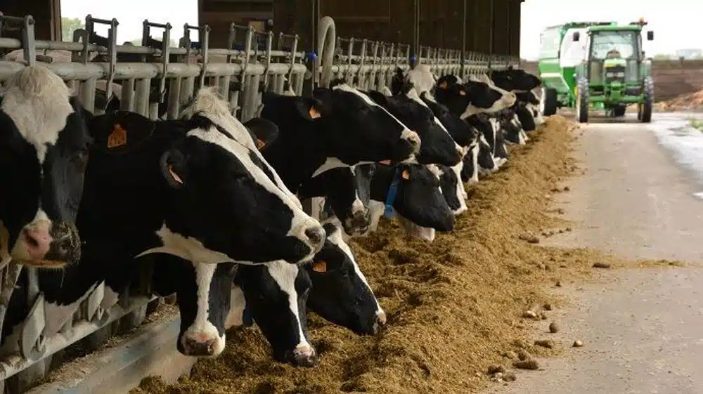 Vache dans un environnement contrôlé