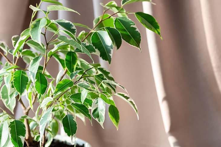 Une plante qui aide à renouveler l’air ambiant