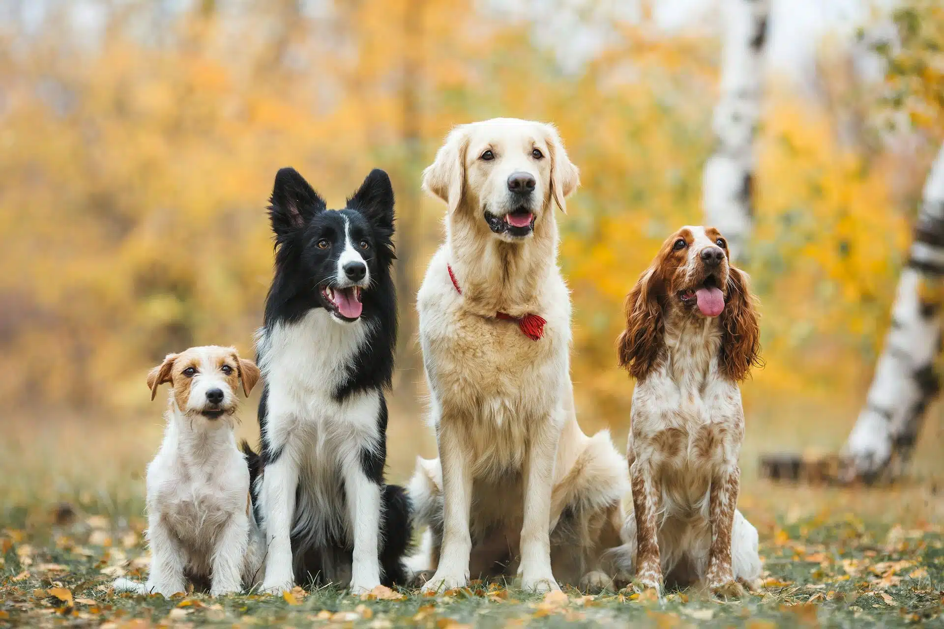 Chien montrant des signes d'anxiété