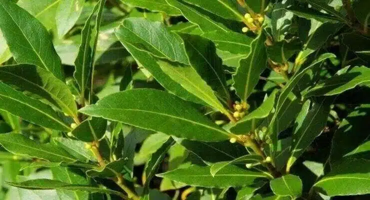 Plusieurs feuilles de laurier fraîches