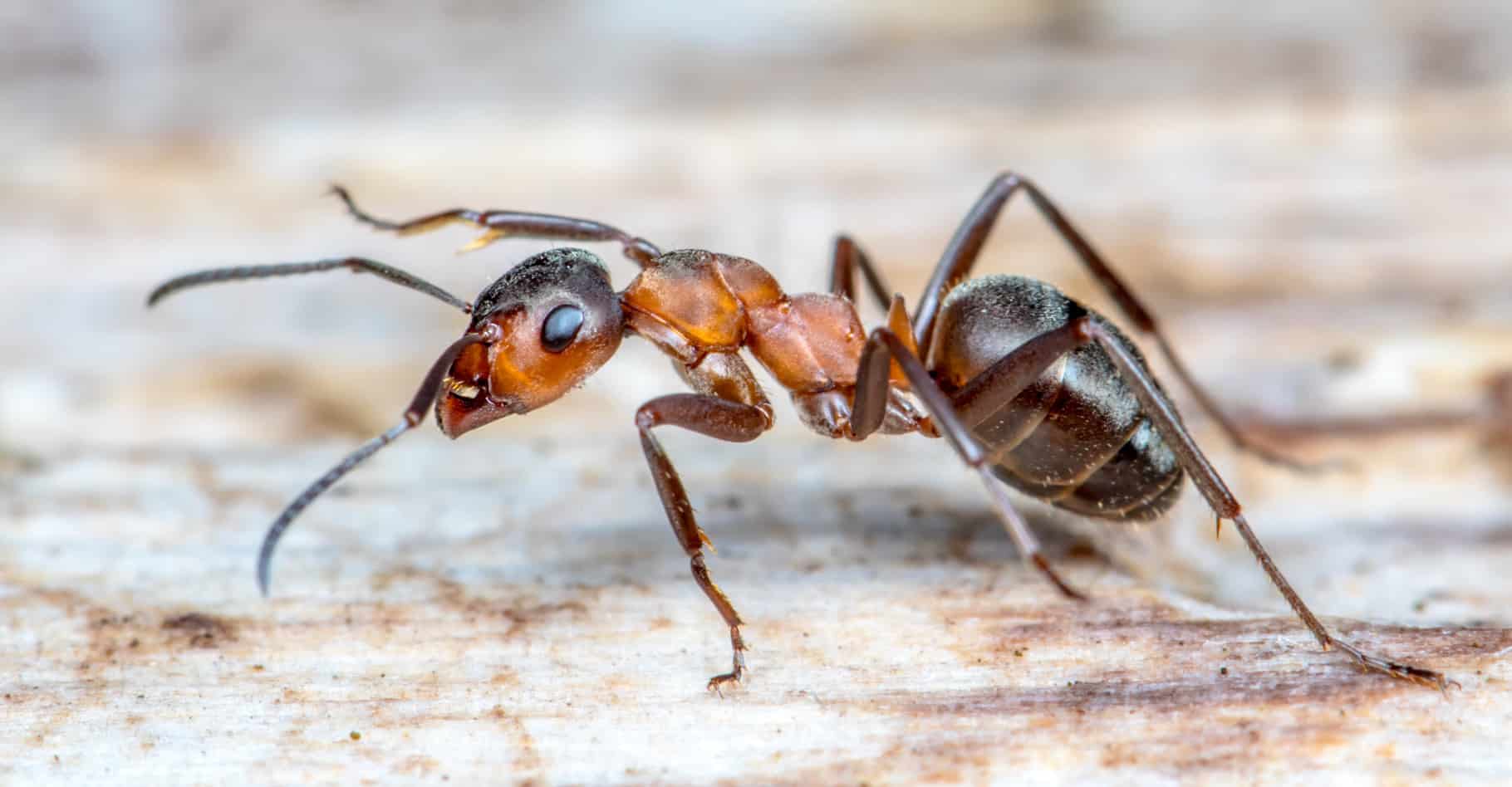 Fourmis dans le jardin