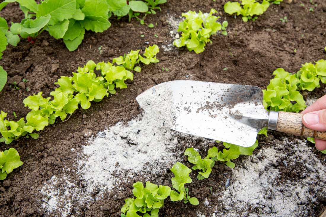 Application de terre de diatomée au jardin