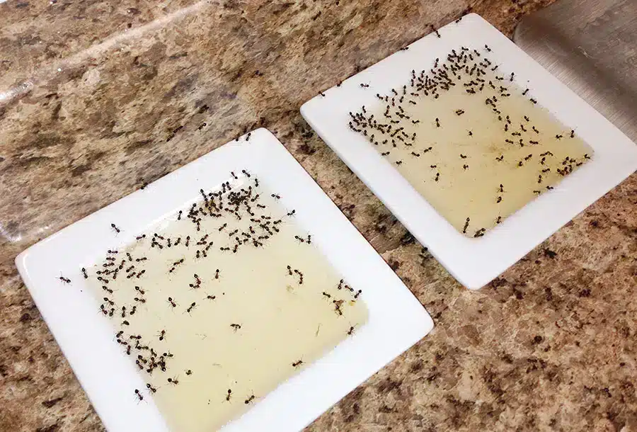 Remèdes naturels contre les fourmis