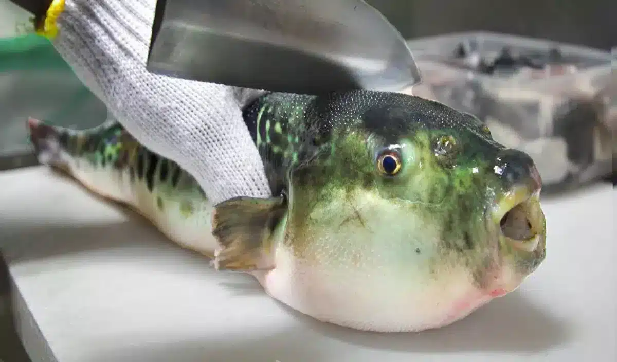 Poisson fugu préparé par un chef japonais