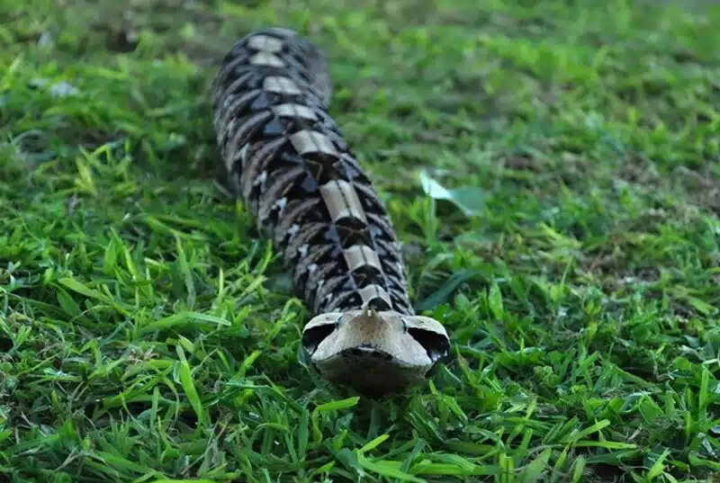 Vipère du Gabon en milieu naturel