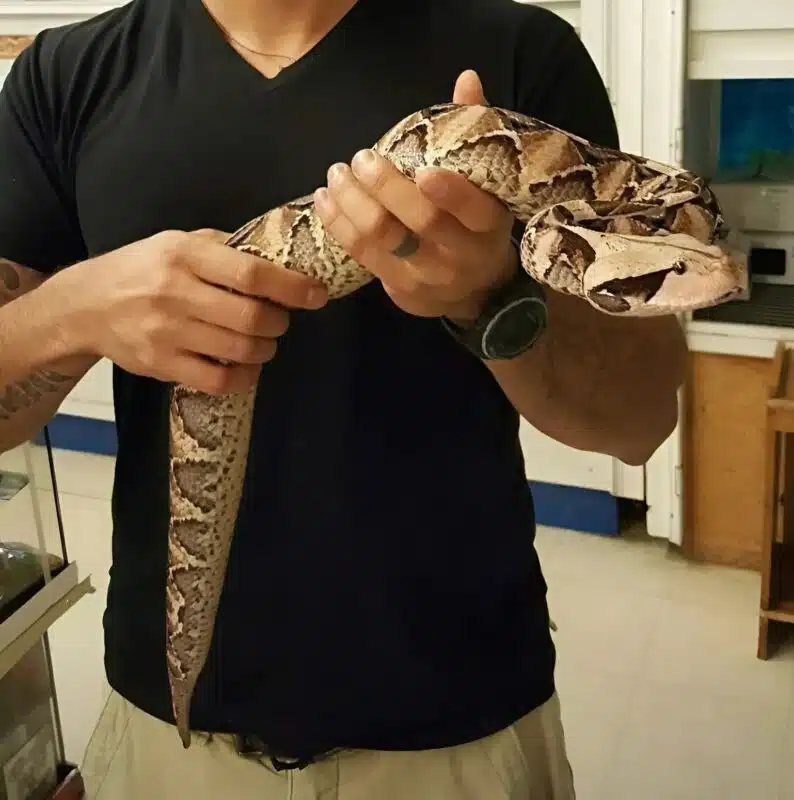 Détails morphologiques de la vipère