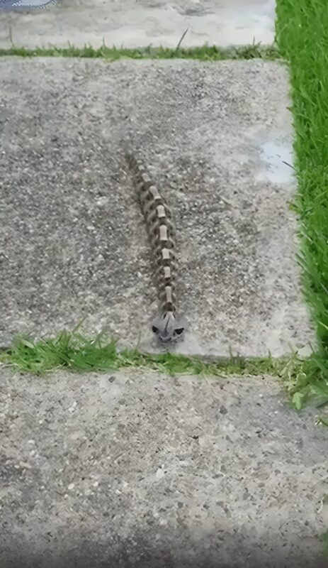 Vipère du Gabon camouflée