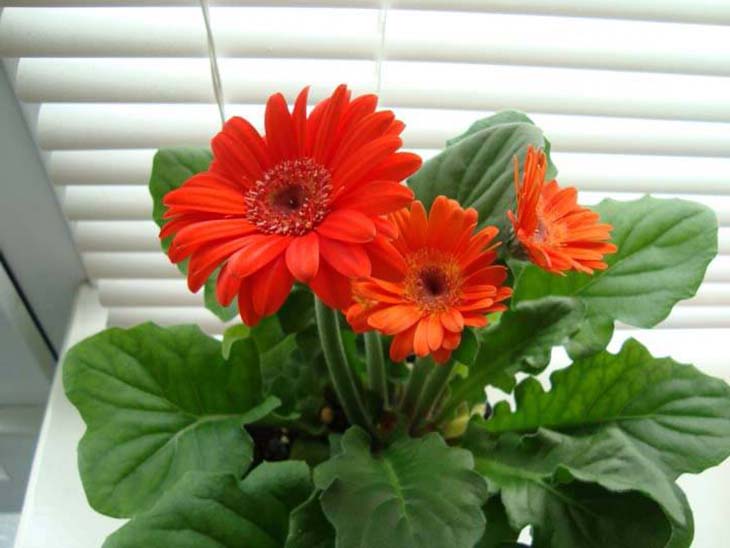 Une plante qui chasse les toxines