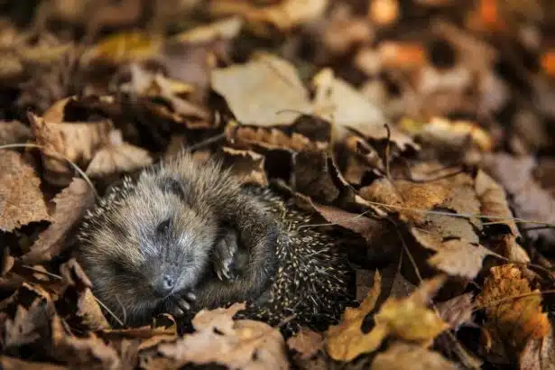 Hérisson dans son habitat naturel