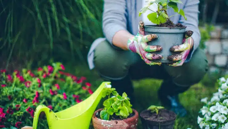 Mains en train de rempoter une plante dans un pot
