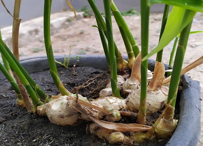 Arrosage d&eacute;licat d'un plant de gingembre en pot