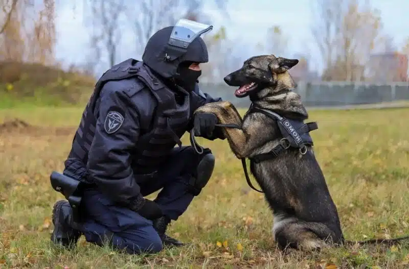 Un vieux berger allemand, Naya, assis dignement lors d'une cérémonie
