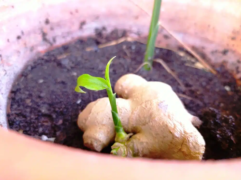 Plantation d'un rhizome de gingembre dans un pot