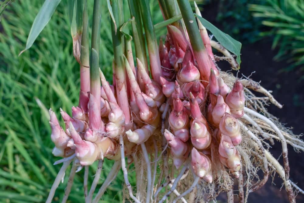 Récolte de gingembre frais sorti de terre