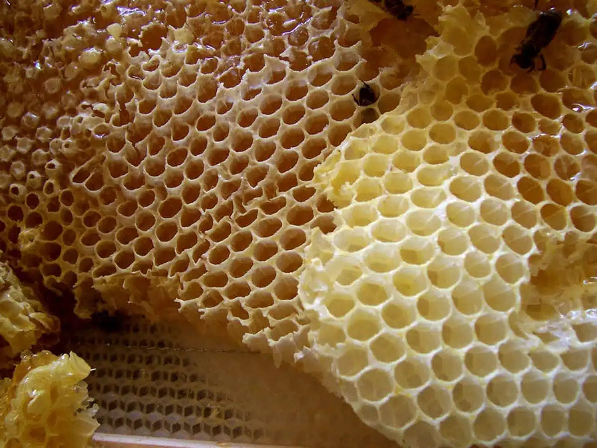 Cire d'abeille pour couture