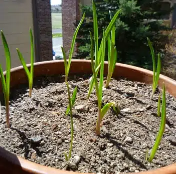Ail en pot prêt à récolter
