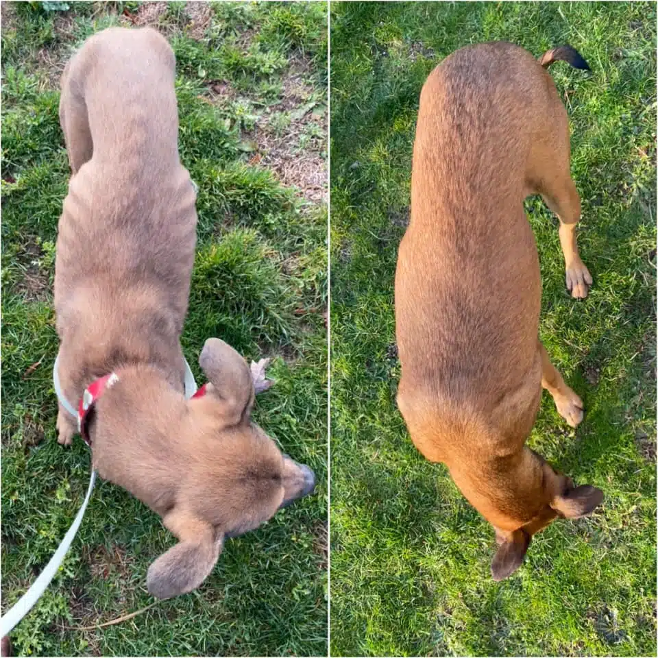 Chienne en cours de rétablissement