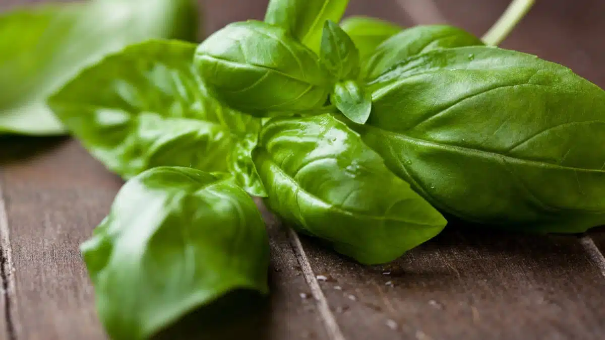 Basilic frais pour aromatiser les conserves