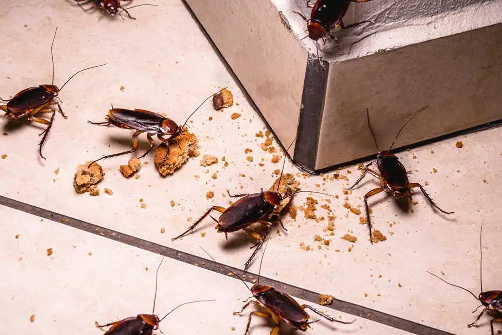 Cafard se faufilant dans une fissure