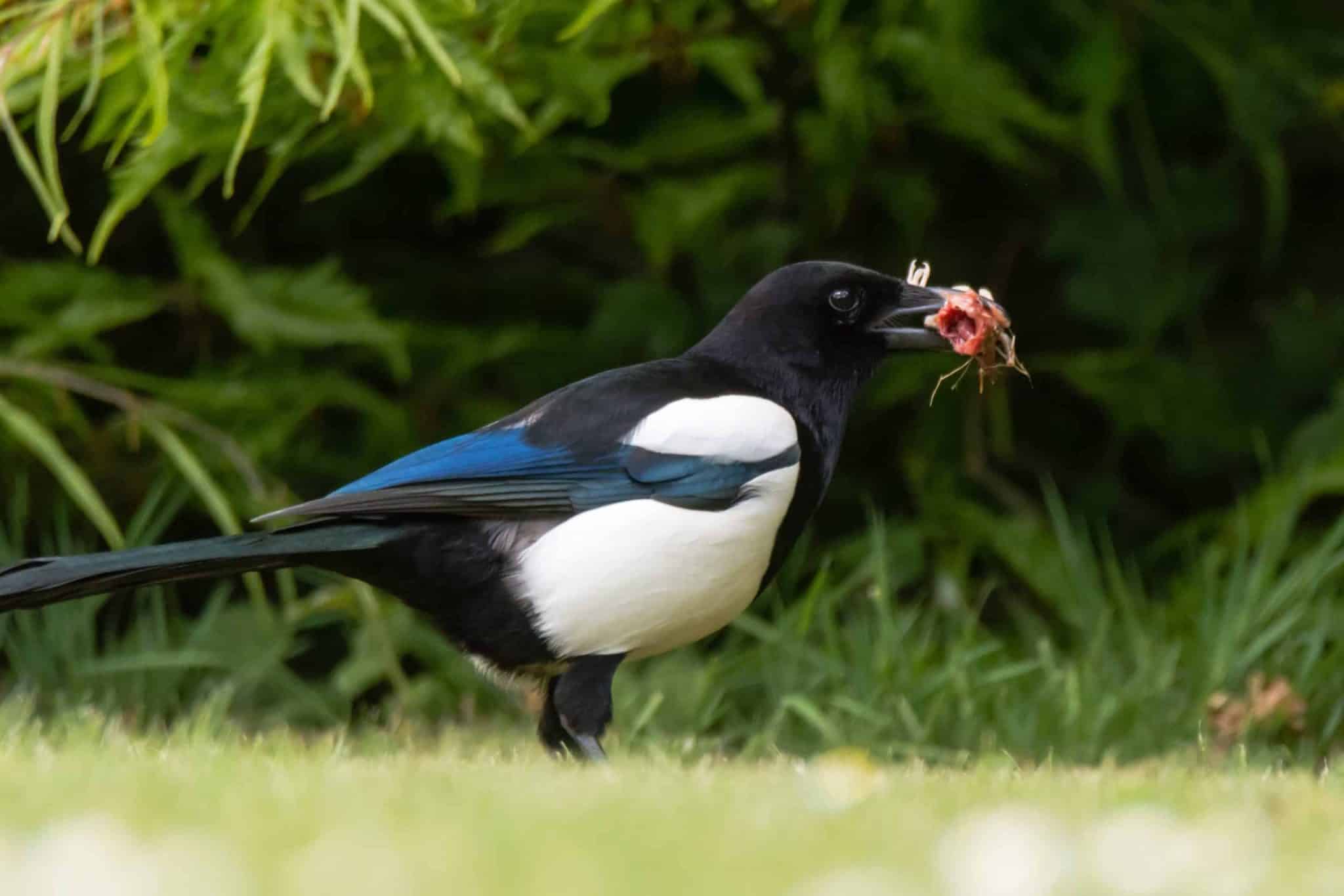 Pie posée sur une branche