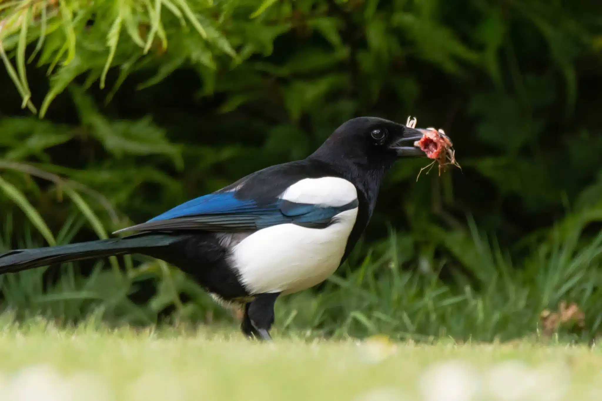 Pie posée sur une branche