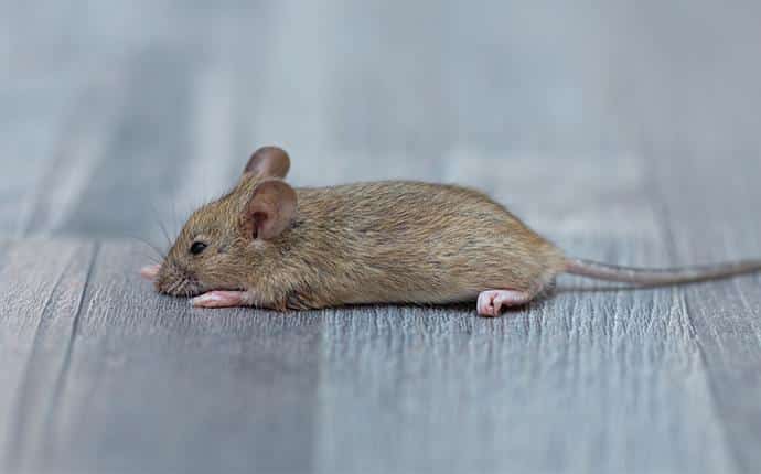 Souris dans une maison