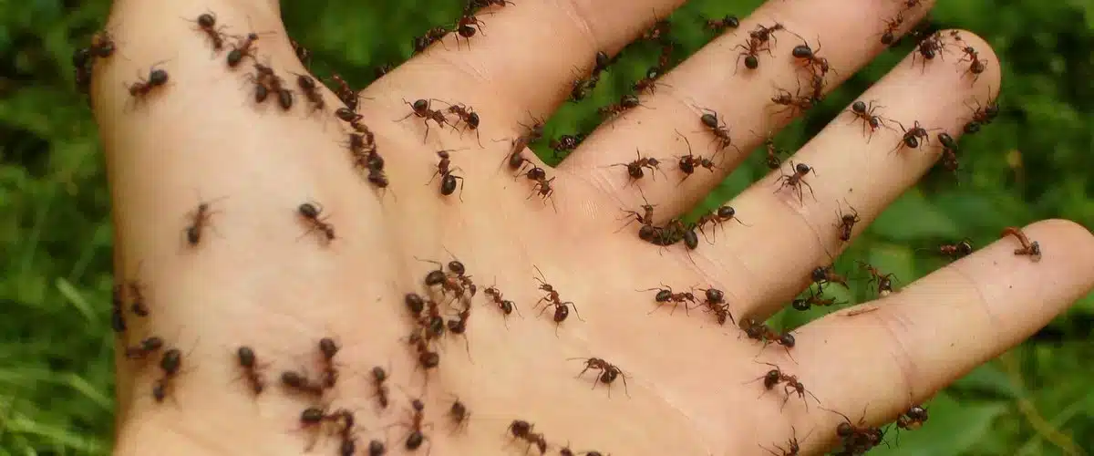 Fourmis potentiellement nuisibles