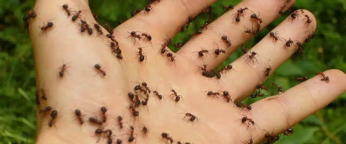 Traces de passage de fourmis