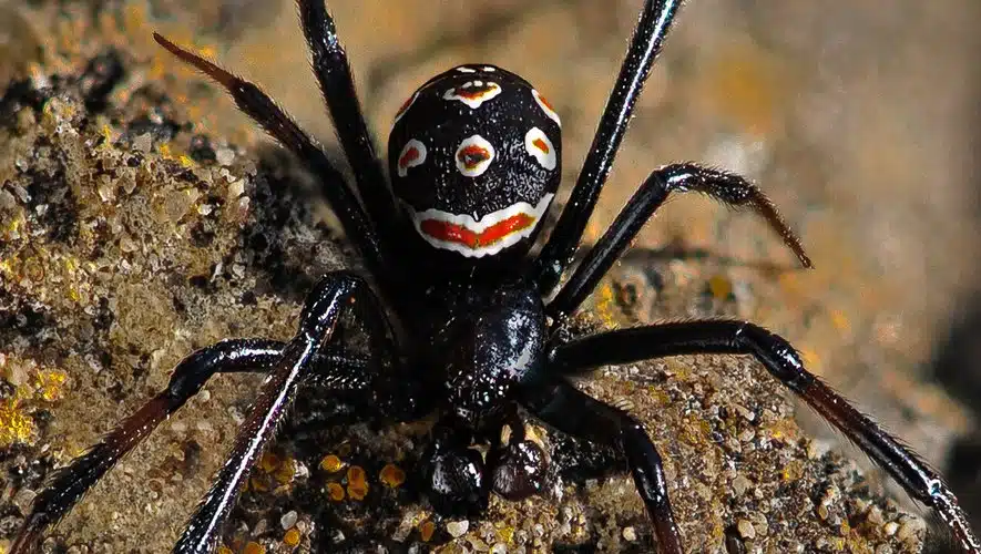 Veuve noire avec son abdomen noir et marque rouge caractéristique
