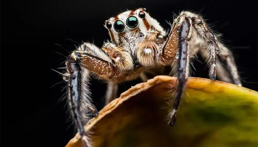 Araignée sauteuse observant son environnement