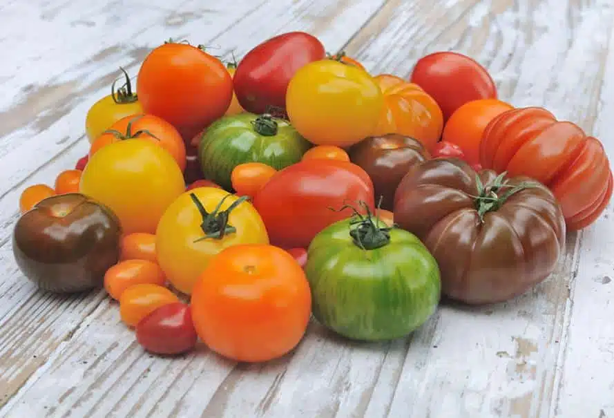 Différentes variétés de tomates