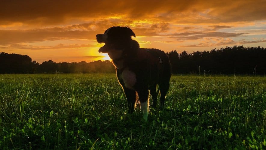 Animaux nocturnes en action