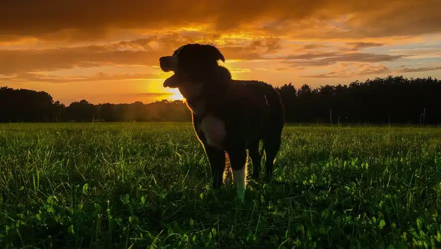 Animaux nocturnes en action