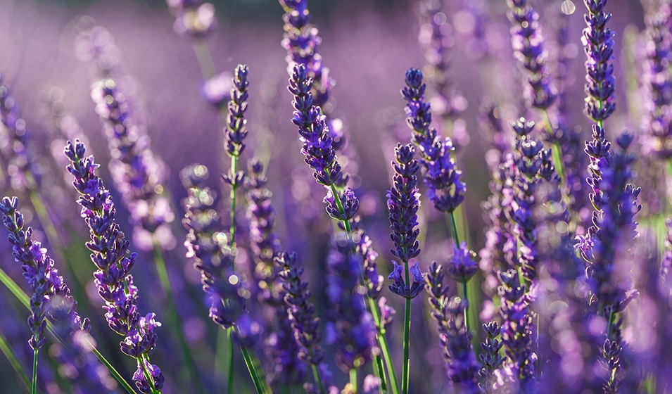 Bouquet de lavande