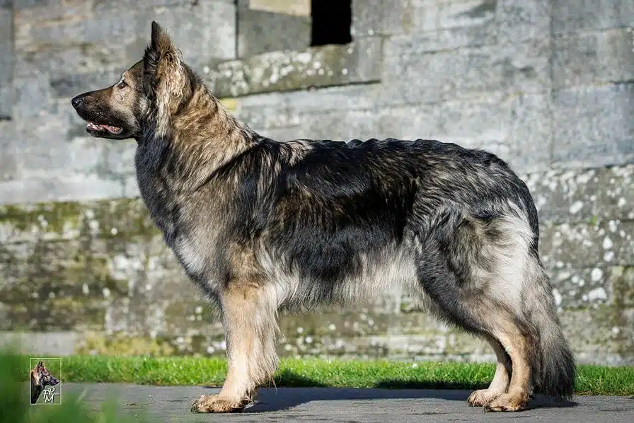 Naya allongée, paisible, sur le cercueil en bois