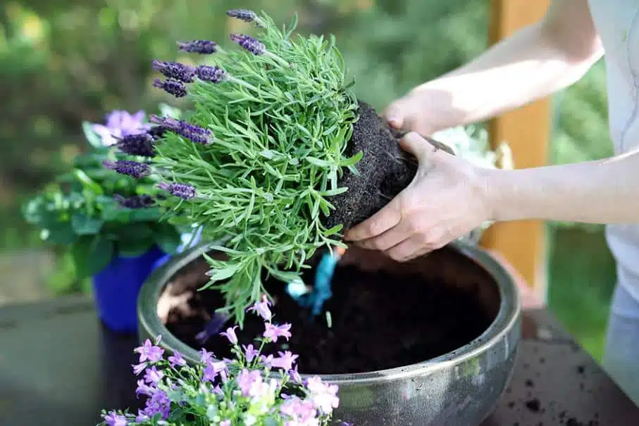 Plantes anti-insectes