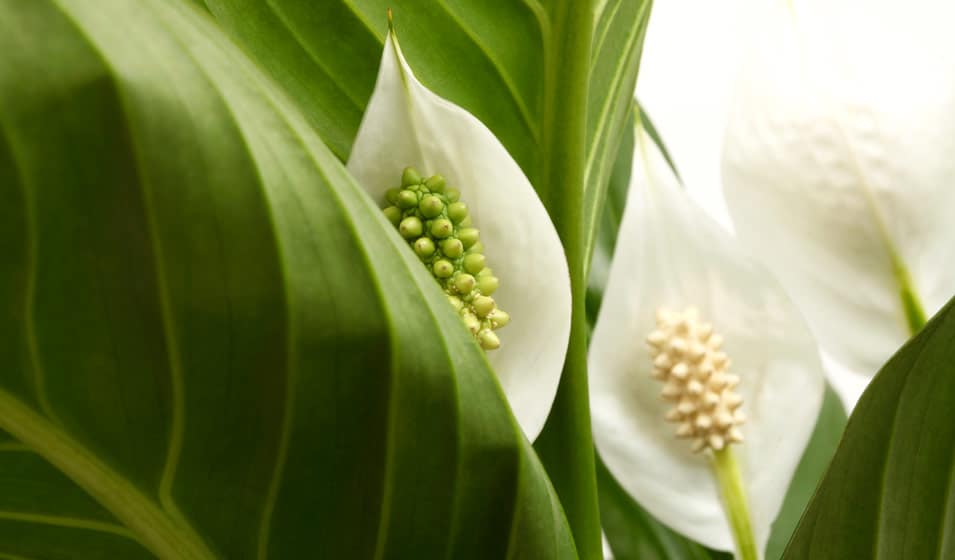 Plante d'int&eacute;rieur luxuriante et fleurie dans un pot blanc