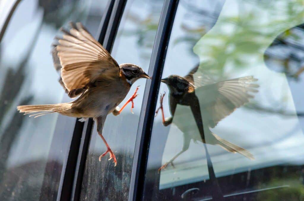 Oiseau se posant dans un jardin fleuri