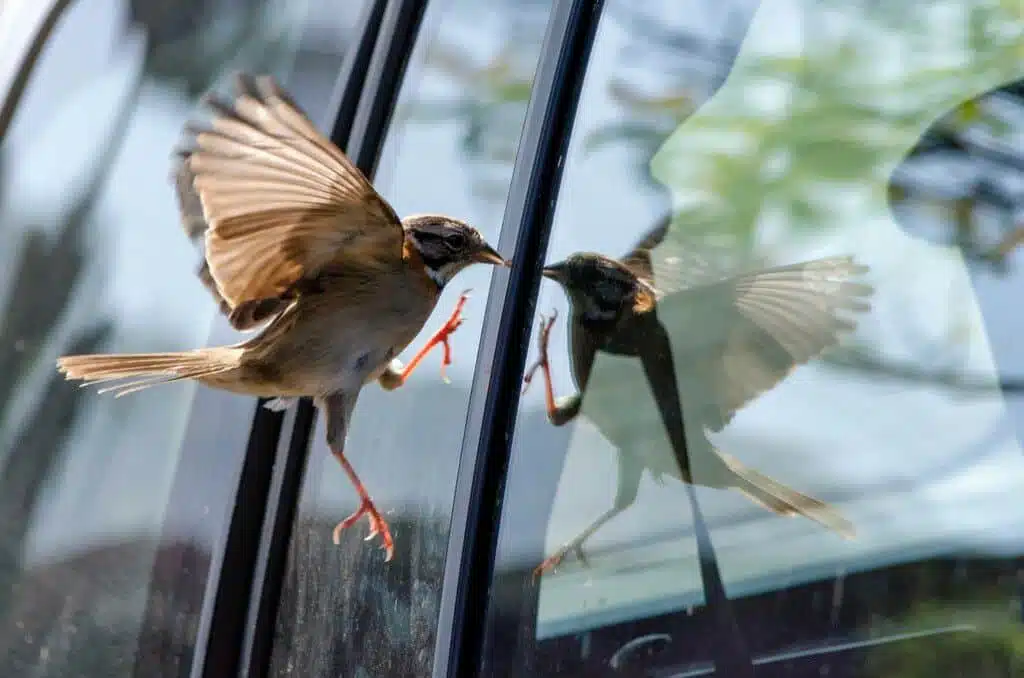 Oiseau se posant dans un jardin fleuri