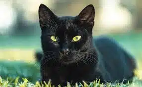 Chat noir perché, regard intense