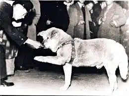 Hachiko jeune chien Akita