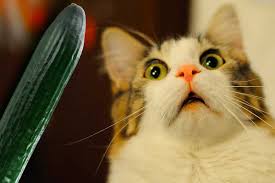 Chat reniflant calmement un concombre présenté normalement