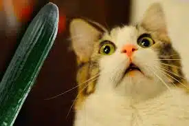 Chat reniflant calmement un concombre présenté normalement