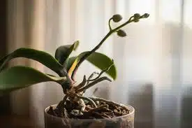 Orchidée aux racines aériennes dans un environnement naturel