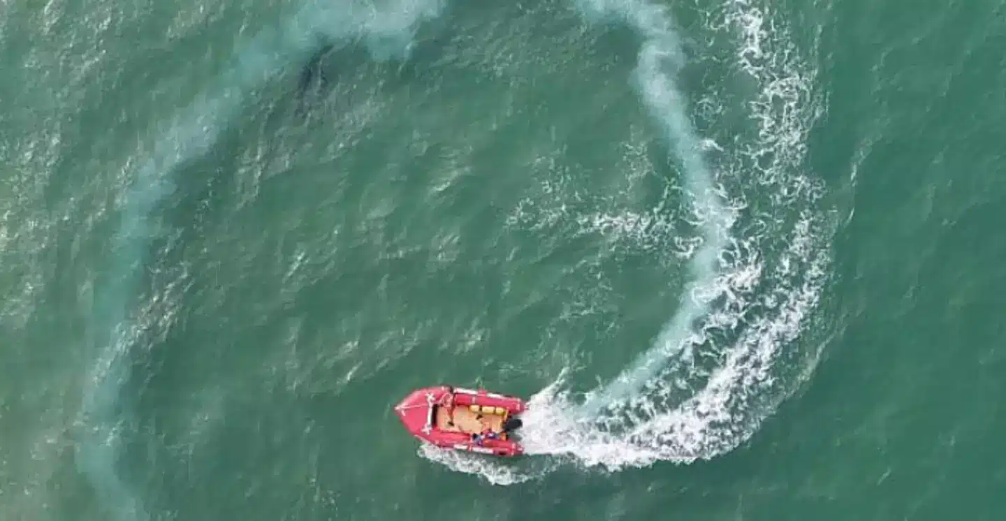Même photographie avec un cercle indiquant l'emplacement du requin