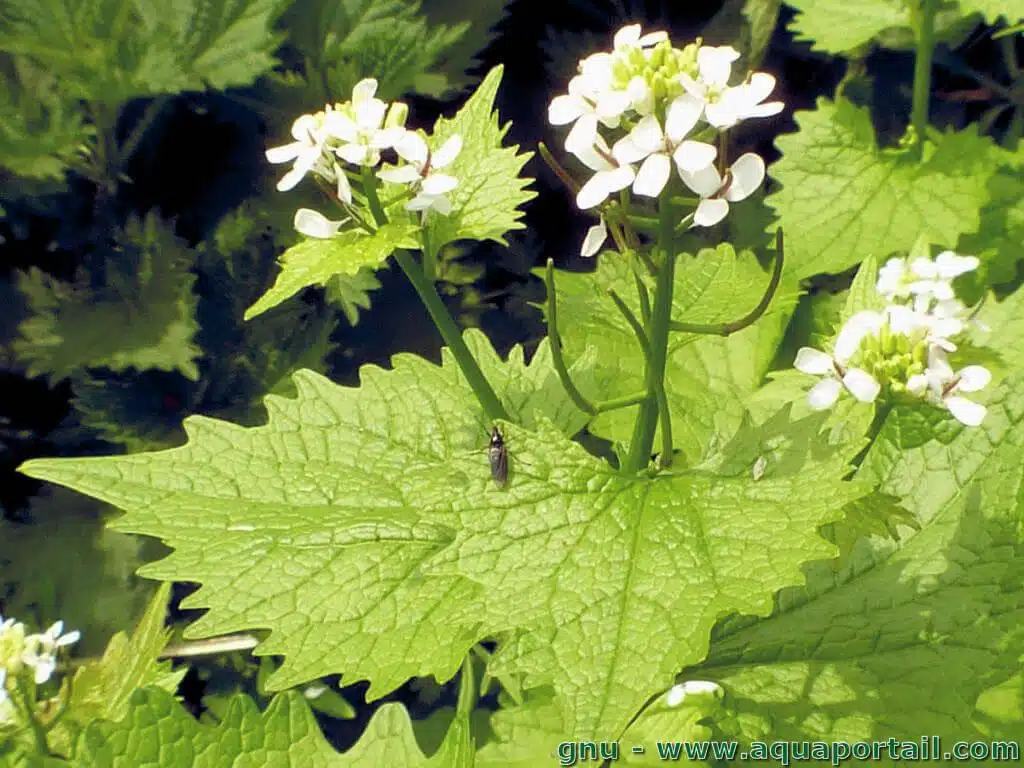 Fleurs d’alliaire officinale
