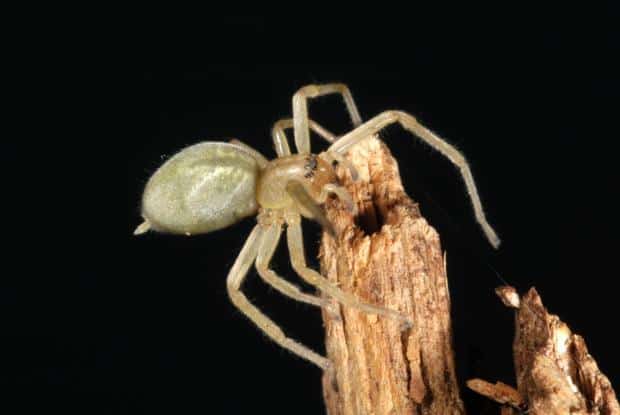 Petit cocon soyeux d'une araignée-sac