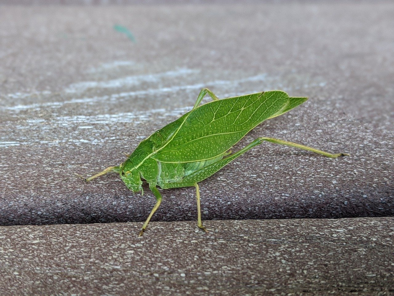 Insecte vert sur une feuille