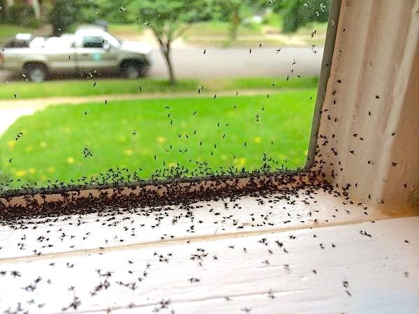 Nuage de moucherons près d'une fenêtre